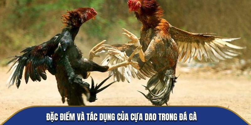 Đặc điểm và tác dụng của cựa dao trong đá gà