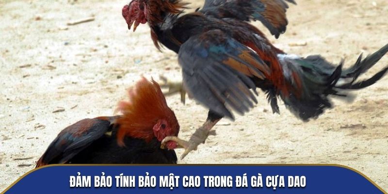 Đảm bảo tính bảo mật cao trong đá gà cựa dao