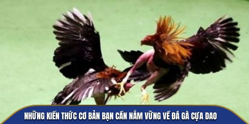 Những kiến thức cơ bản bạn cần nắm vững về đá gà cựa dao