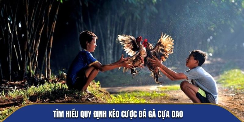 Tìm hiểu quy định kèo cược đá gà cựa dao